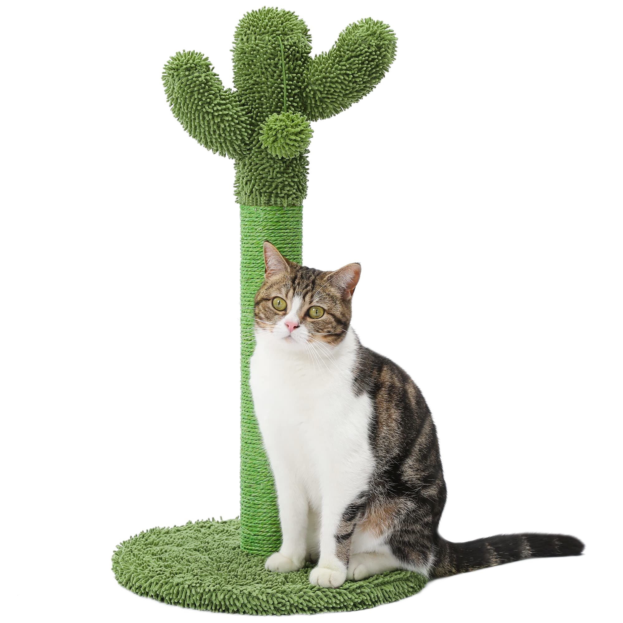 /items-pictures/cactus.png